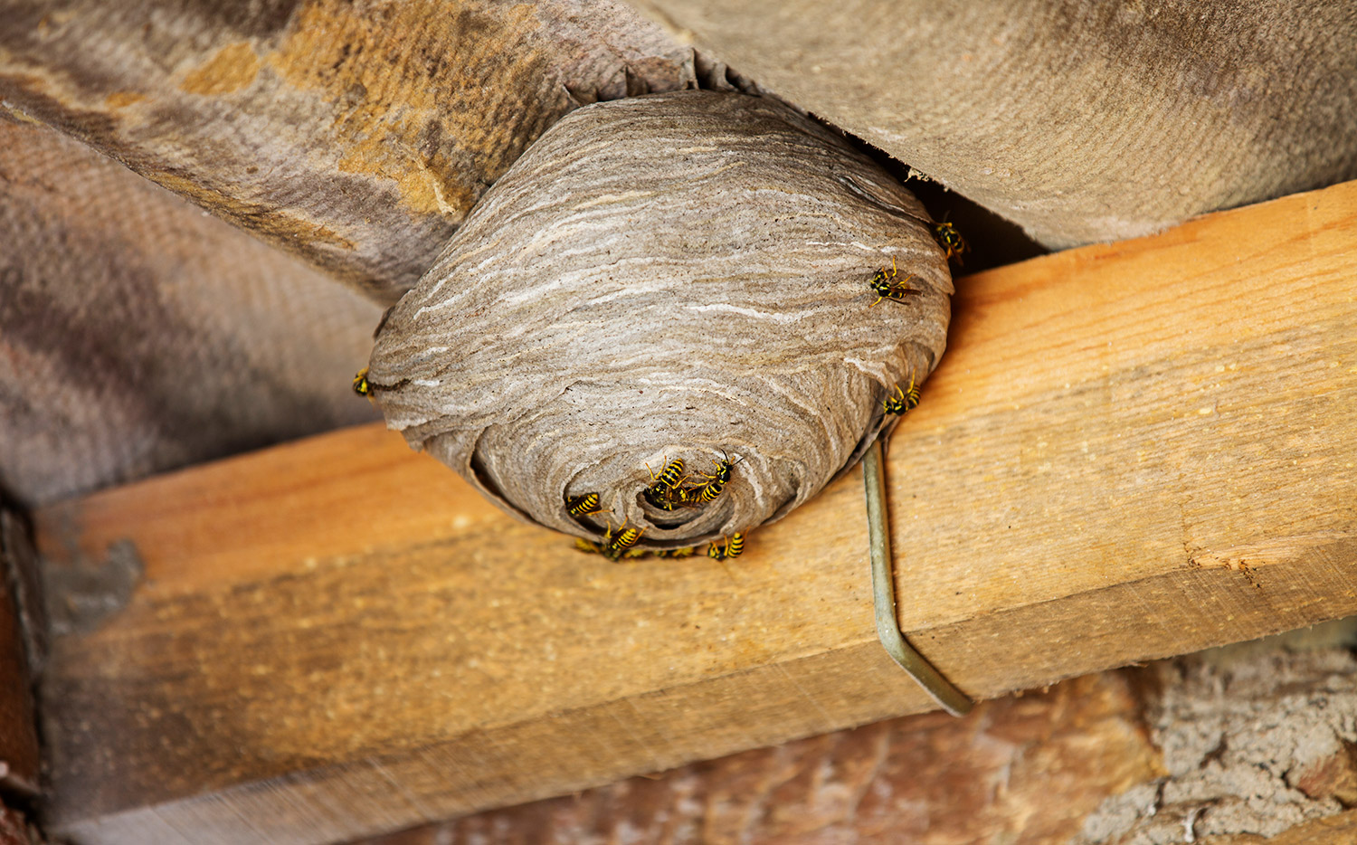 how to get rid of a wasp nest in the roof