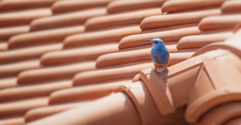 Roof Maintenance Tips By Season